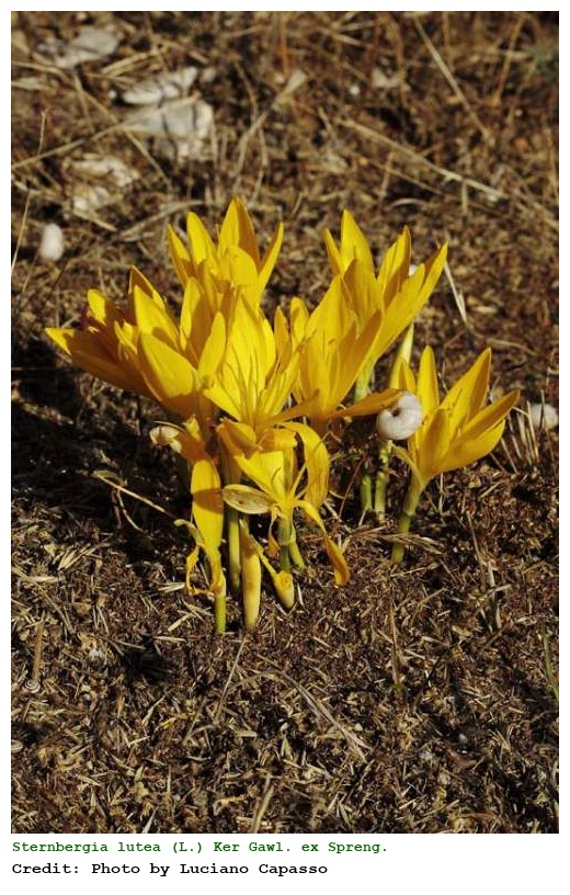 Sternbergia lutea (L.) Ker Gawl. ex Spreng.
